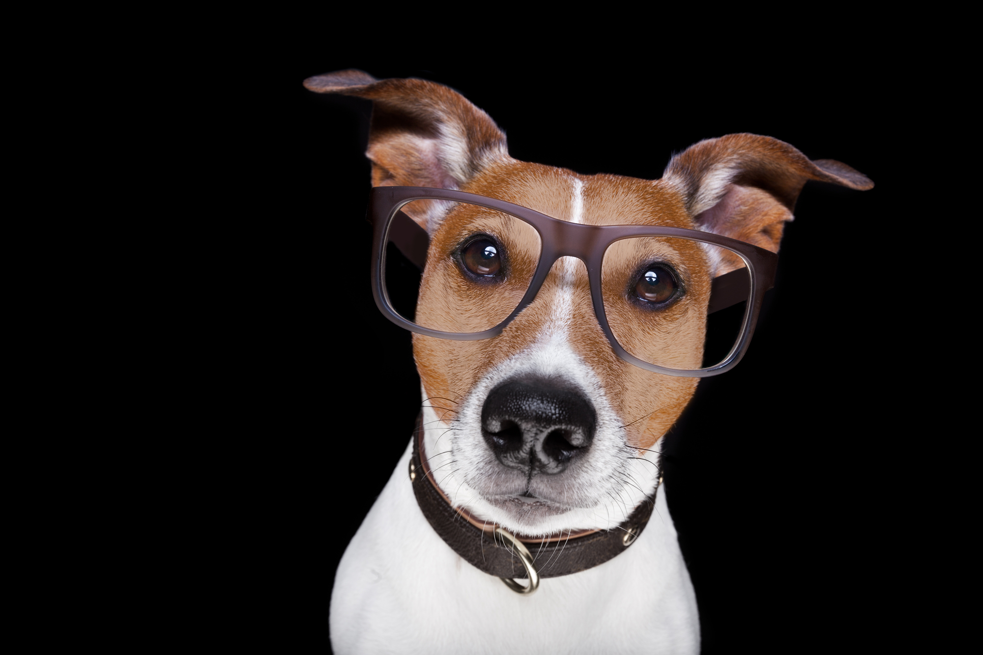 jack russell terrier dog isolated on black background looking at you with reading glasses, looking very smart